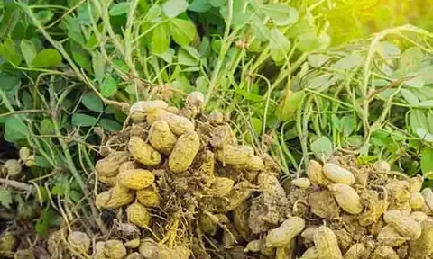تصویر 3 از قیمت بادام زمینی سبز با فروش عمده